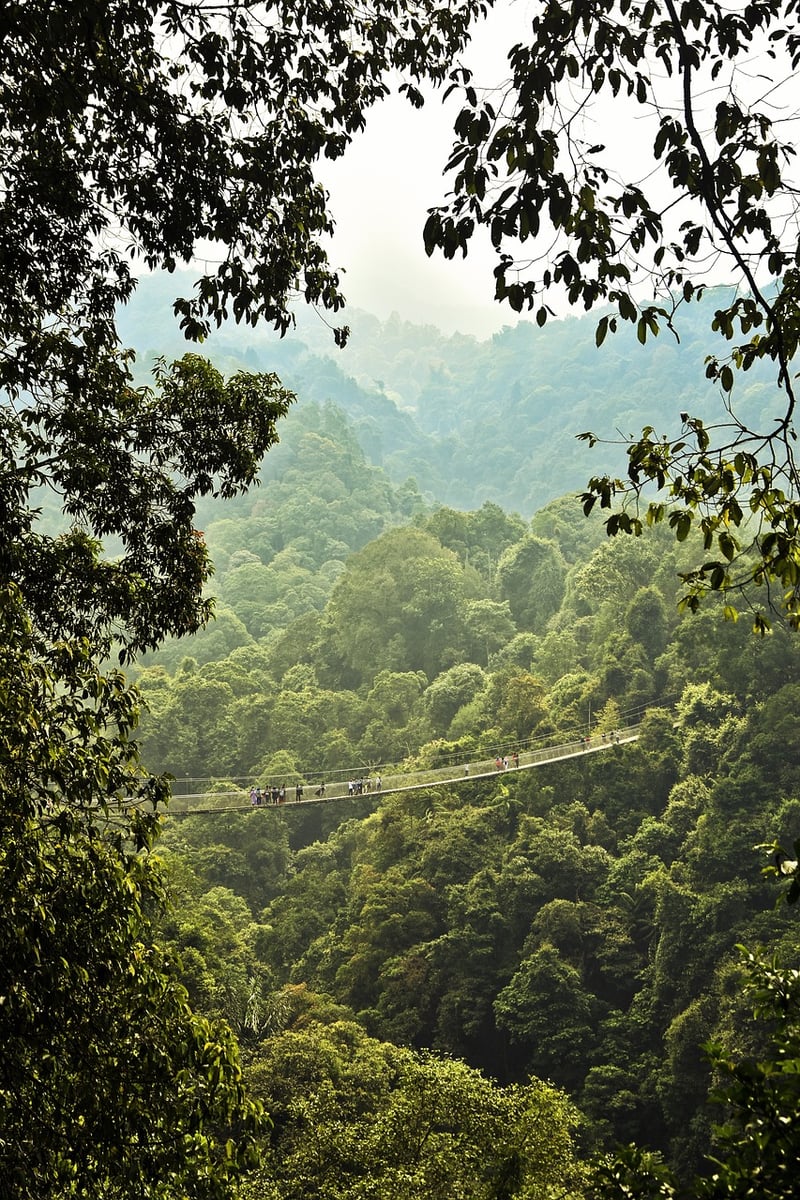 Jungle Adventure